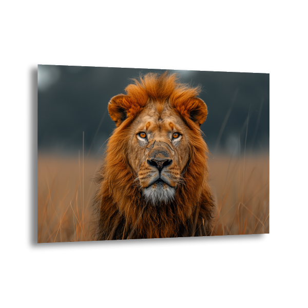 Lion’s Domain